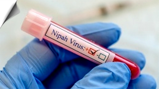 ICMR detects Nipah virus presence in bats in Wayanad: Kerala govt ...